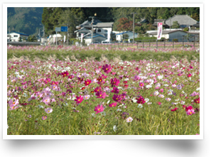 画像：コスモス園